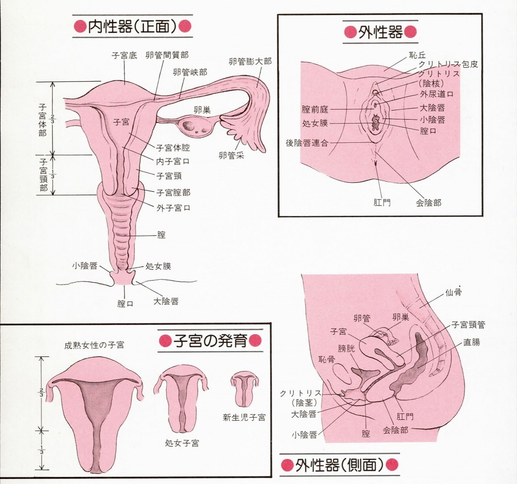 外性器・内性器図