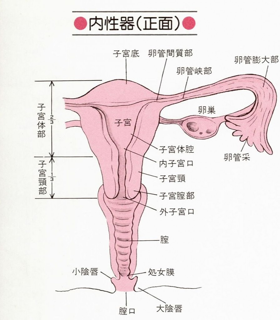 内性器（正面）図